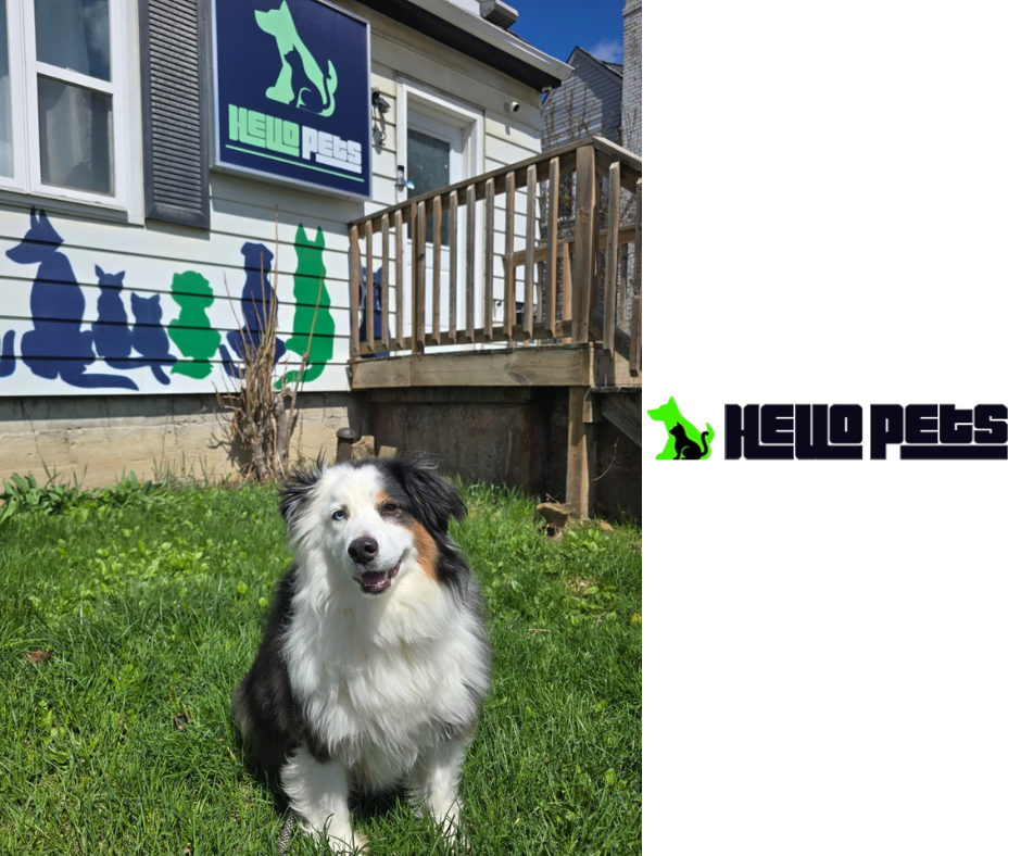hello pets square image